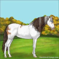 Horse Color:White Spotted Buckskin Splash Frame Appaloosa Rabicano 