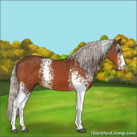 Horse Color:White Spotted Silver Brown Sabino 