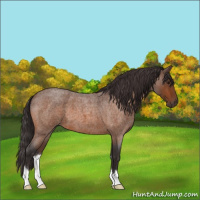Horse Color:Buckskin Roan 