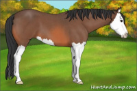 Horse Color:Bay Roan Sabino Splash