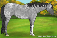 Horse Color:Blue Ice Roan 