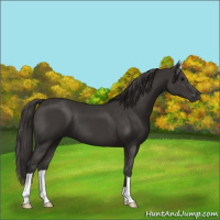 Horse Color:Smoky Black 