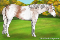 Horse Color:White Spotted Silver Bay Splash 