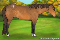 Horse Color:Buckskin Appaloosa 