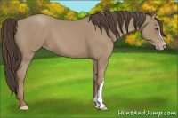 Horse Color:Classic Champagne 
