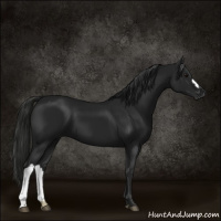 Horse Color:Gray Black 