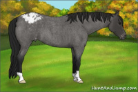 Horse Color:Gray Blue Roan Appaloosa 