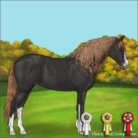 Horse Color:Liver Chestnut Sabino Appaloosa