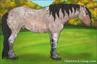 Horse Color:Bay Ice Roan 