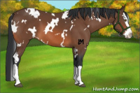 Horse Color:White Spotted Bay Splash 