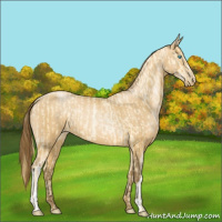Horse Color:Buckskin Roan Pearl  and Gray Buckskin Roan Pearl