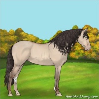 Horse Color:Amber Champagne Dun 