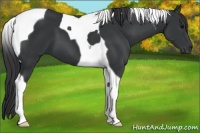 Horse Color:Black Tobiano 