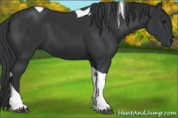 Horse Color:Black Tobiano 