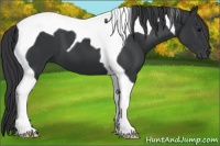 Horse Color:Black Tobiano 