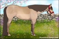 Horse Color:Amber Champagne 