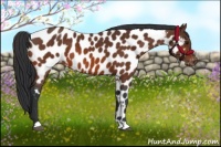 Horse Color:Bay Near Leopard 