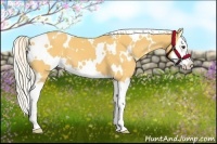Horse Color:White Spotted Palomino Splash