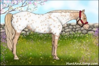 Horse Color:Gold Champagne Near Leopard
