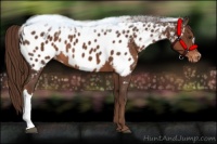 Horse Color:Liver Chestnut Blanket 