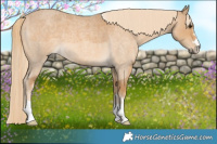 Horse Color:Palomino Roan