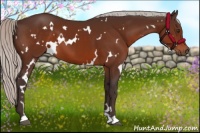 Horse Color:White Spotted Silver Brown