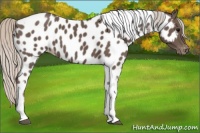 Horse Color:Silver Black Tobiano Appaloosa 