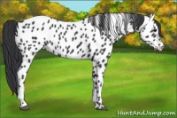 Horse Color:Black Near Leopard 