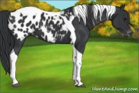 Horse Color:Black Tobiano Appaloosa 