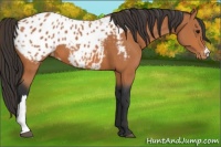 Horse Color:Bay Appaloosa 