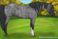 Horse Color:Blue Roan 
