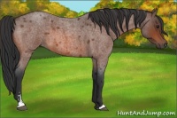 Horse Color:Brown Roan Sabino 