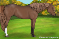 Horse Color:Liver Chestnut 