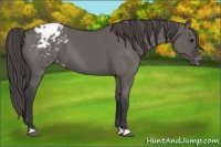 Horse Color:Grullo Appaloosa 