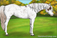 Horse Color:Liver Chestnut Sabino