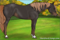 Horse Color:Liver Chestnut 