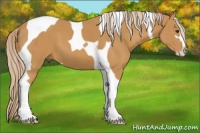 Horse Color:Palomino Sabino Tobiano