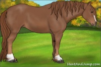 Horse Color:Chestnut Sabino 