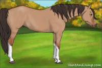 Horse Color:Bay Dun 