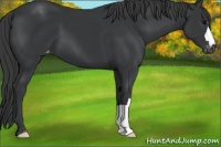 Horse Color:Black Appaloosa