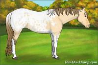 Horse Color:Buckskin Dun Tobiano Appaloosa 