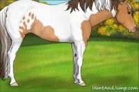 Horse Color:Buckskin Tobiano Appaloosa Rabicano 