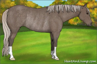 Horse Color:Silver Black Rabicano