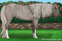 Horse Color:Silver Blue Roan 