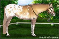 Horse Color:Palomino Onyx Appaloosa 