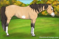 Horse Color:Buckskin Roan Splash Frame Rabicano 