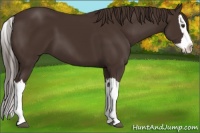 Horse Color:Liver Chestnut Splash 