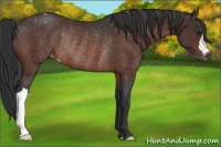 Horse Color:Brown Appaloosa Rabicano 