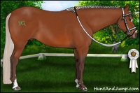 Horse Color:Silver Bay Sabino 