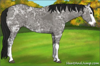 Horse Color:Gray Grullo Ice Splash 